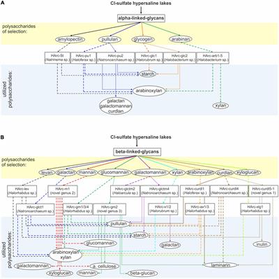 Selective enrichment on a wide polysaccharide spectrum allowed isolation of novel metabolic and taxonomic groups of haloarchaea from hypersaline lakes